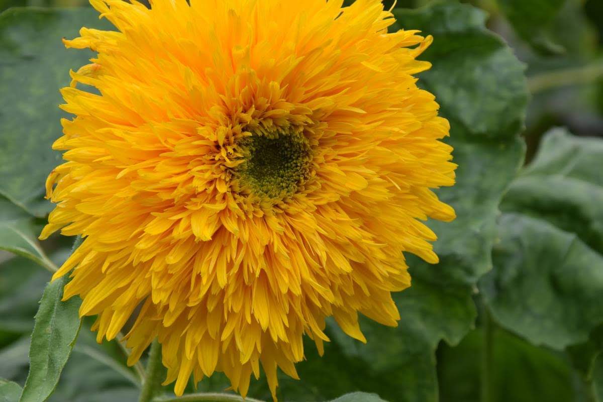 Flower Image