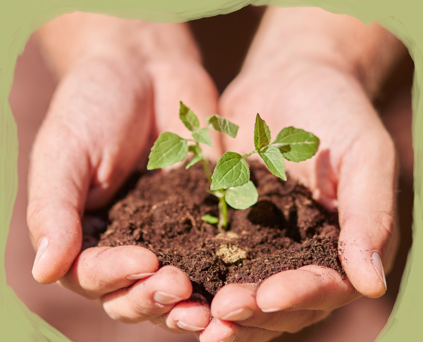 Hand holding organic seeds